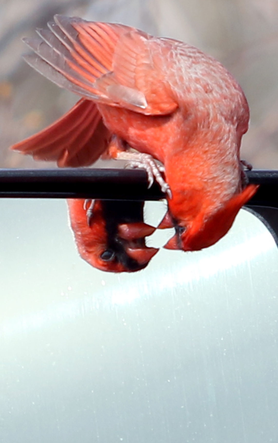 Outtakes: Cardinal